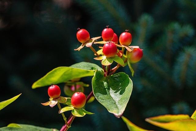 Precautions and Best Practices When Using Herbal Remedies