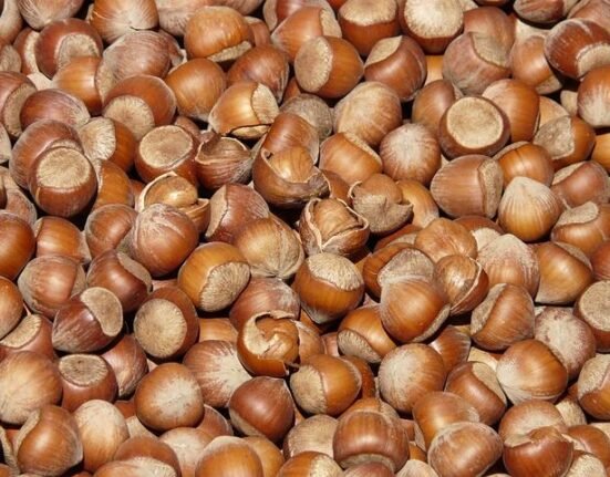 Plant-Based Protein Sources Explained