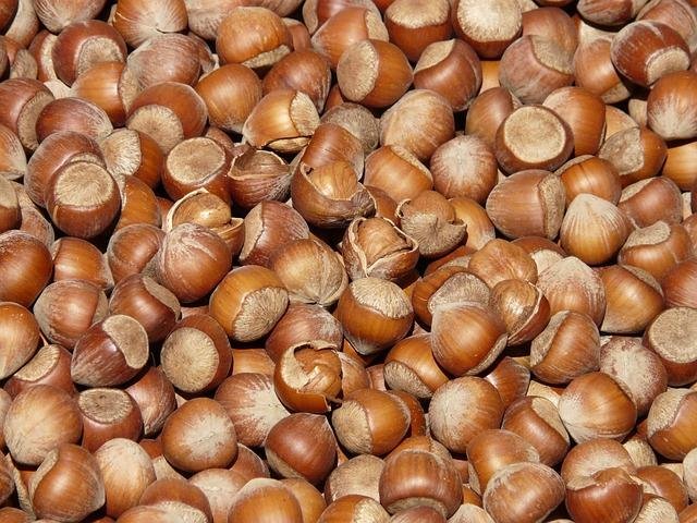 Plant-Based Protein Sources Explained