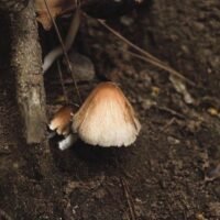 Common Nutrient Deficiencies and Fixes