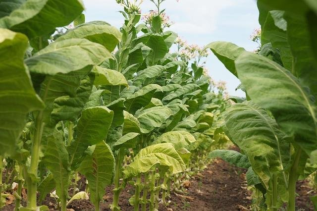 Strategies for Designing Effective and Equitable Food Subsidies