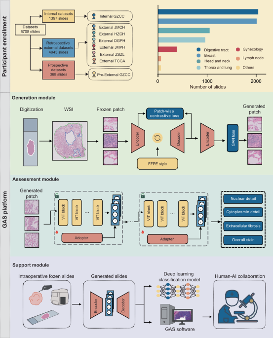 An end-to-end multifunctional AI platform for intraoperative diagnosis