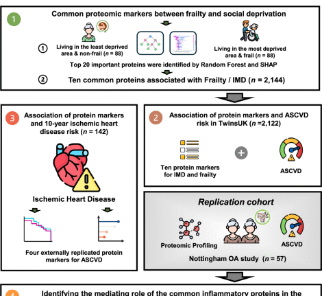 Common inflammatory proteins linking frailty and area-level deprivation as key drivers of cardiovascular risk in women