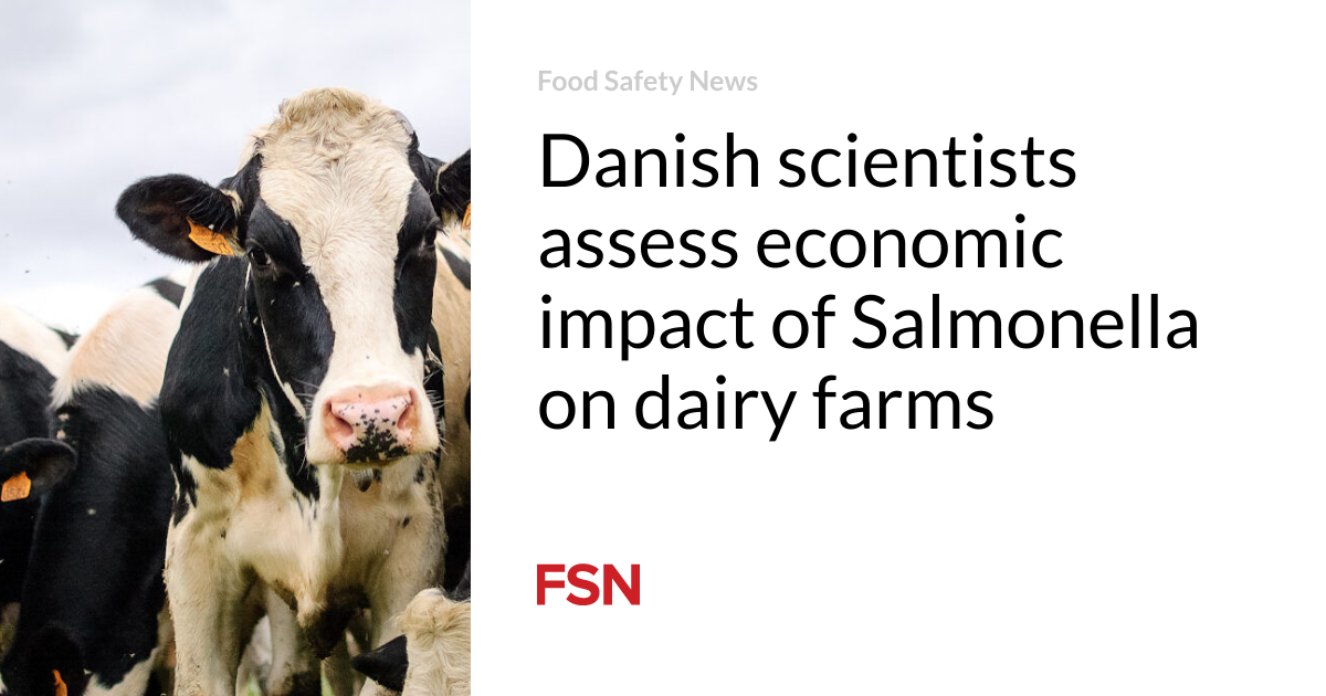 Danish scientists assess economic impact of Salmonella on dairy farms