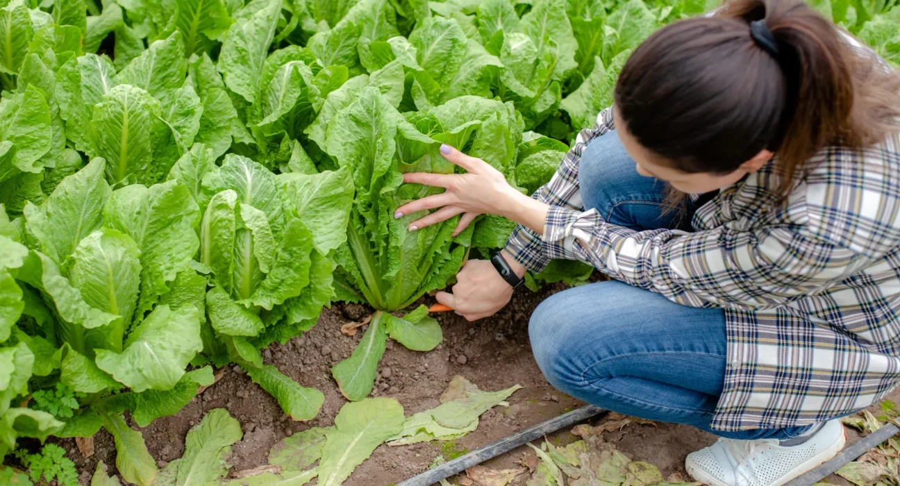 Dirty water, warm trucks, and the real reason romaine keeps making us sick