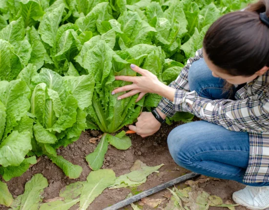 Dirty water, warm trucks, and the real reason romaine keeps making us sick
