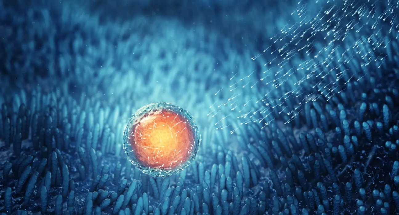 Nature’s longevity hack: How human eggs stay fresh for 50 years