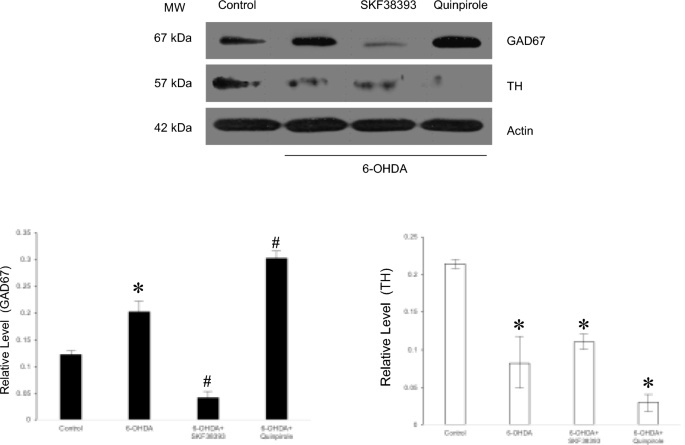 SKF-38393 regulates the expression of glutamic acid decarboxylase 67 via heparanase-1 in 6-hydroxydopamine-induced neurodegeneration