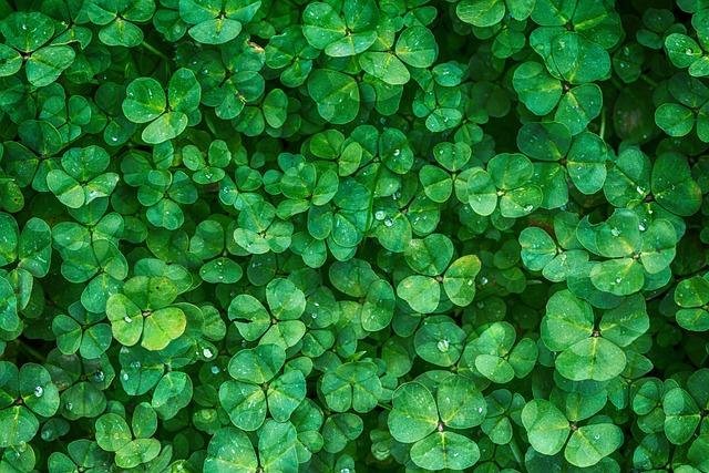 Leafy Greens Packed with Essential Vitamins for Mental Clarity